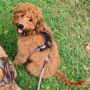 Reddy Gray Dog Harness & Rope Dog Leash